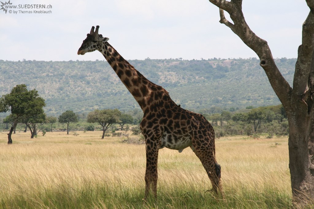 IMG 8100-Kenya, giraffe seen in Masai Mara